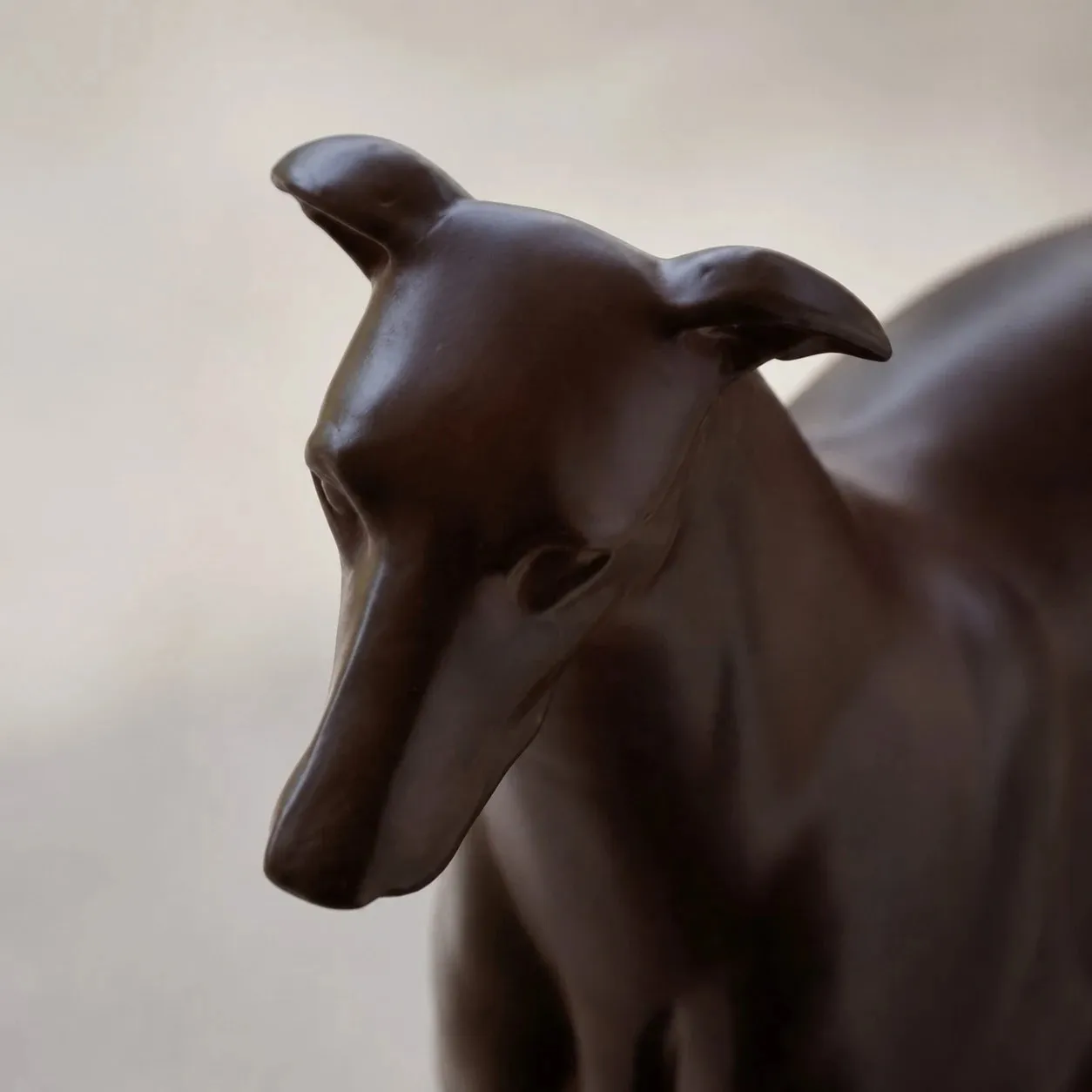 greyhound head detail